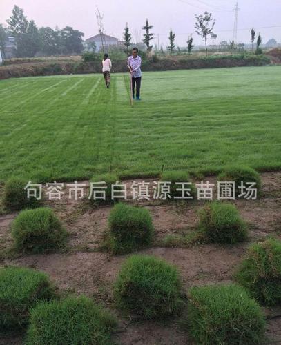 【句容源玉苗圃榉树血榉金丝榔沙榔树毛脉榉8公分以上】价格,厂家,银